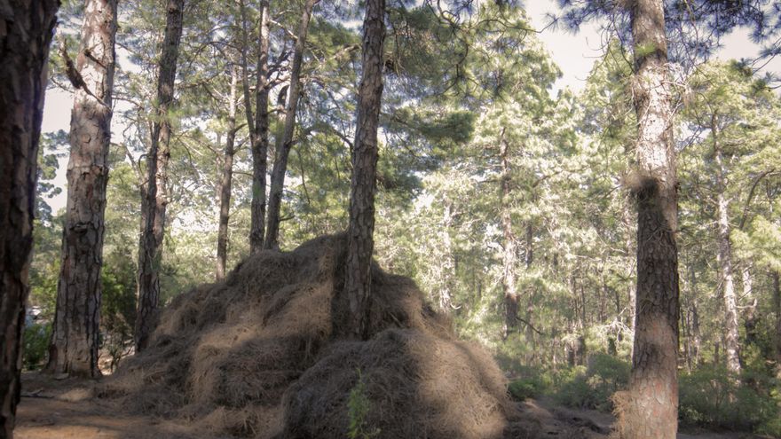 Abono para el pinar y combustible para los incendios, la doble cara de la pinocha que se acumula en los montes de Tenerife