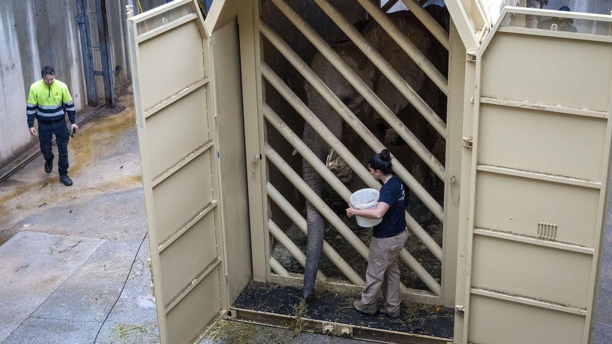 El complejo viaje de la elefanta de Metzi, trasladada a un zoológico húngaro para garantizar la supervivencia de la especie africana