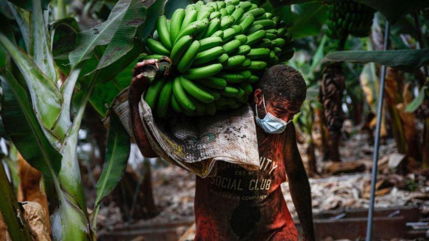 Agricultor en La Palma durante la erupción