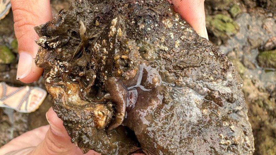 Detectan en Asturias una nueva especie invasora que supone una amenaza para el medio marino europeo