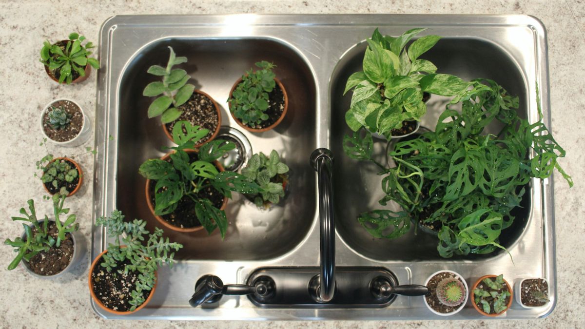 La mejor hora para regar tus plantas en verano (y algunos trucos para hacerlo si no estás en casa)