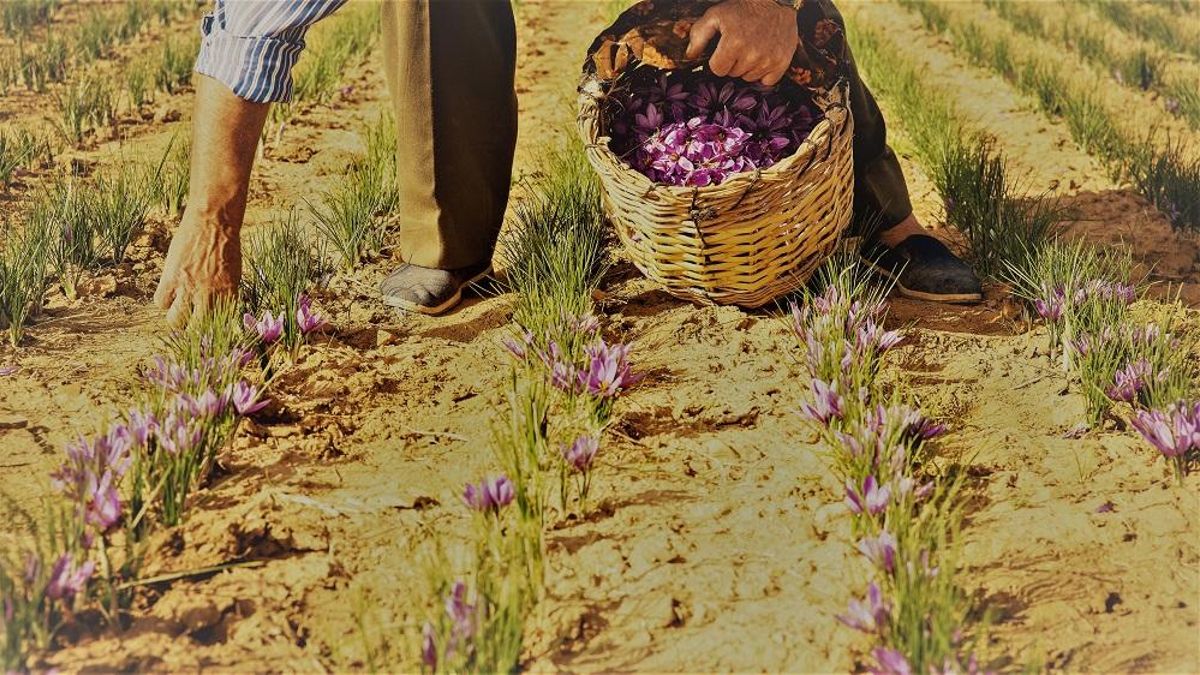 Recogida de azafrán en Castilla-La Mancha.
