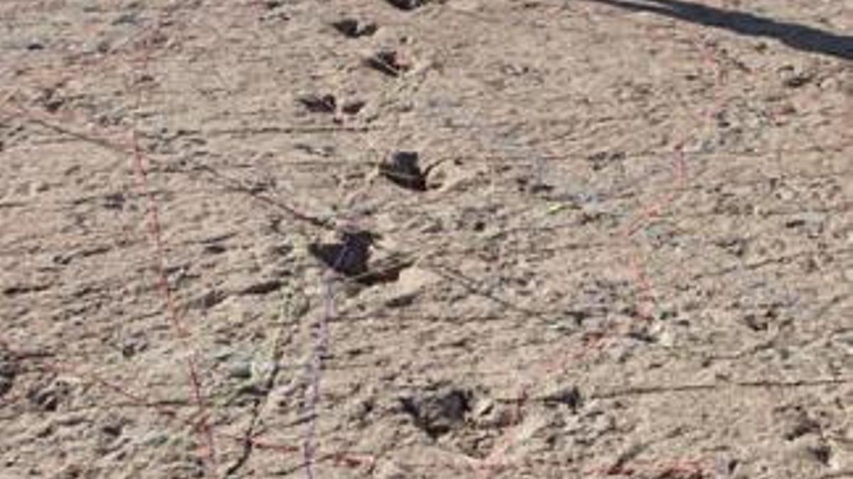 Un hallazgo masivo que revela la variedad de carnívoros del Parque Torotoro