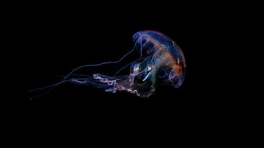 La ULPGC recuerda que las medusas son "un componente esencial" de los ecosistemas marinos, por lo que pueden ser "un importante vector para la entrada de microplásticos a la cadena trófica marina", ya que son las principales presas de muchos animales