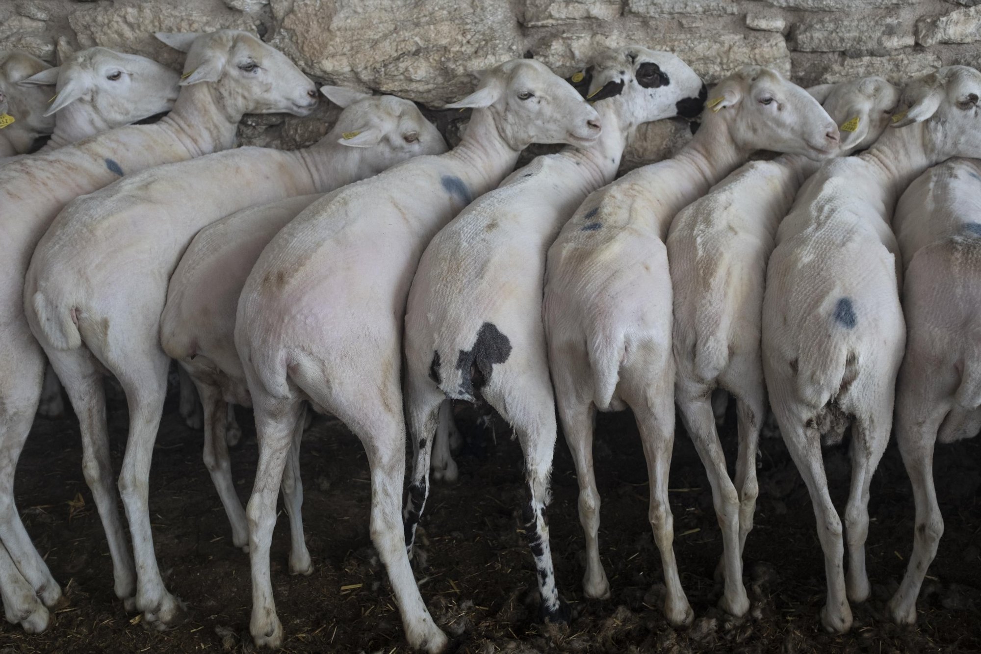 Un grupo de ovejas después tras ser esquiladas