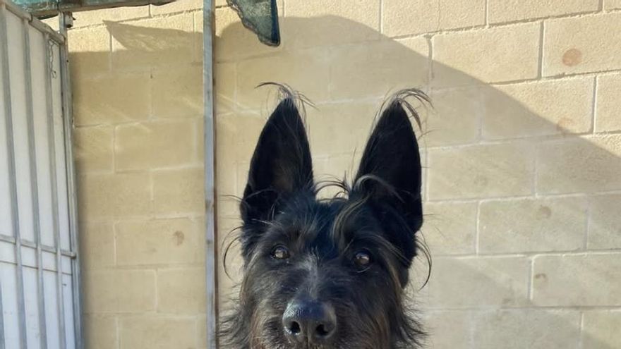 De una casa al chenil: el drástico cambio de vida de Oliver, el perro que espera una familia que lo cuide