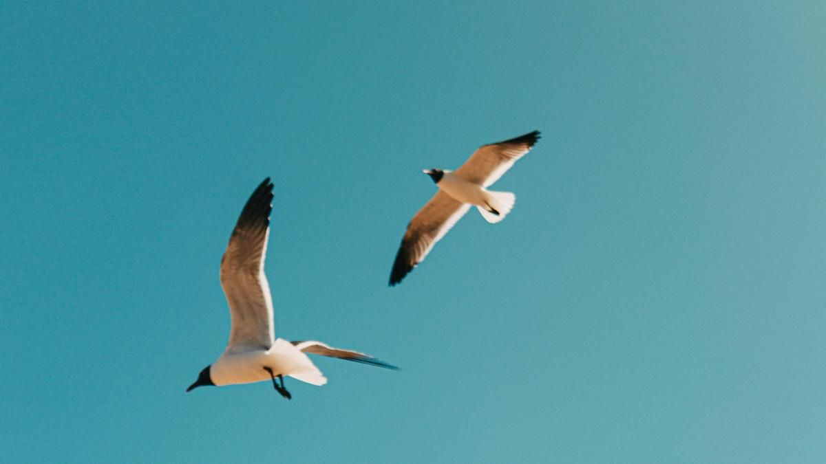 Día mundial de las aves