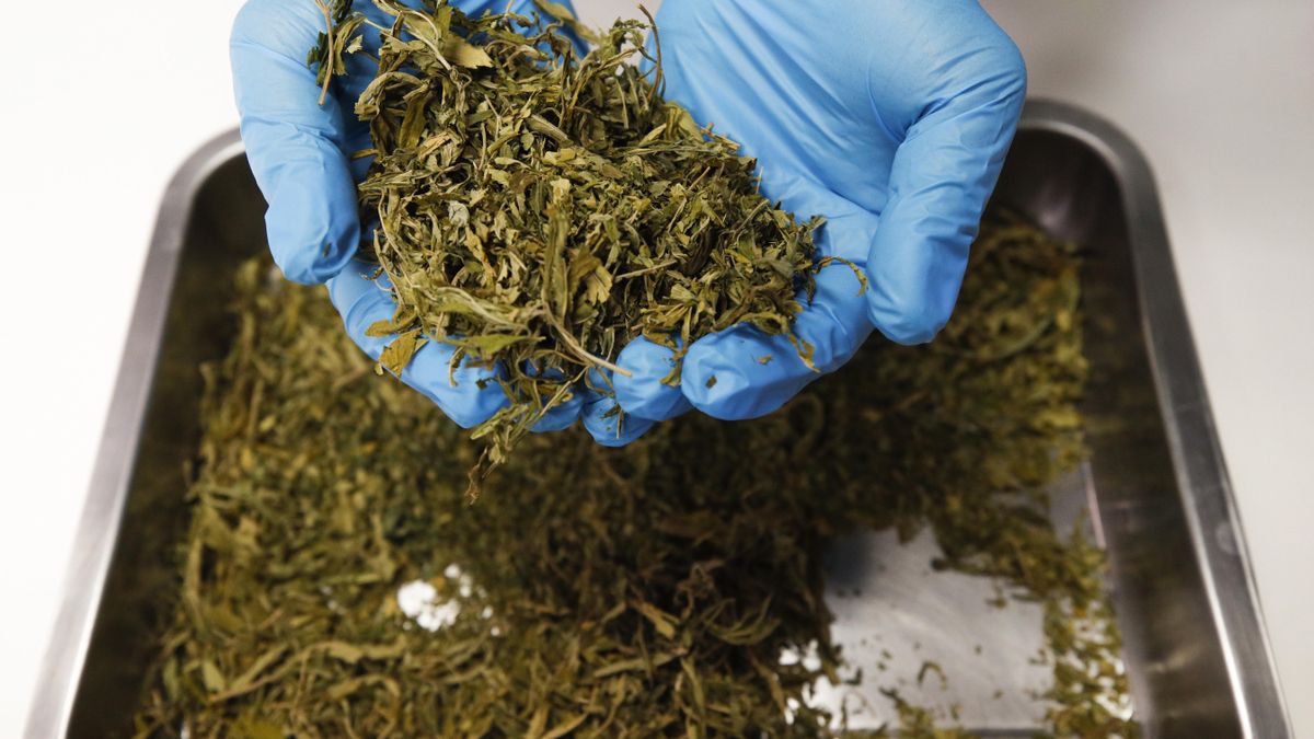 Con la distribución de la droga incautada los encausados hubieran obtenido un beneficio económico de 17.495 euros