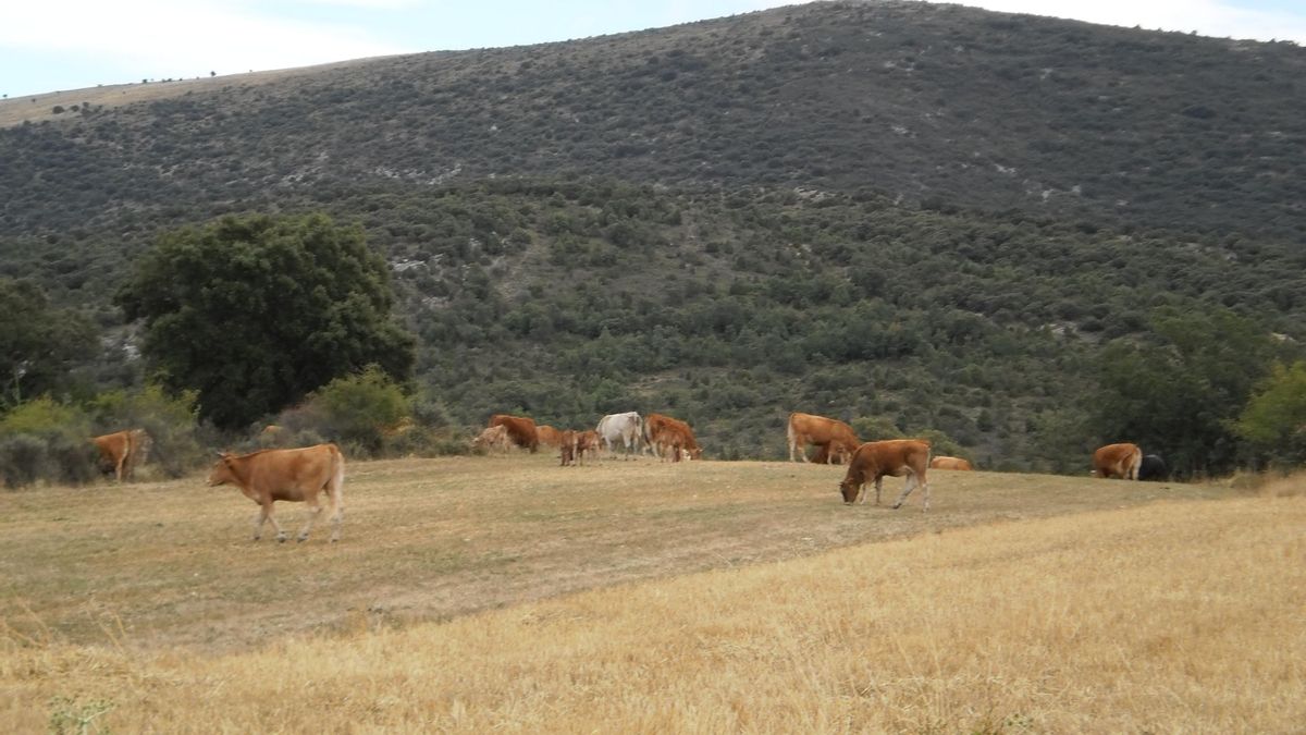 La cabaña ganadera vizcaína ha perdido 58 cabezas por ataques de lobo en los últimos tres años