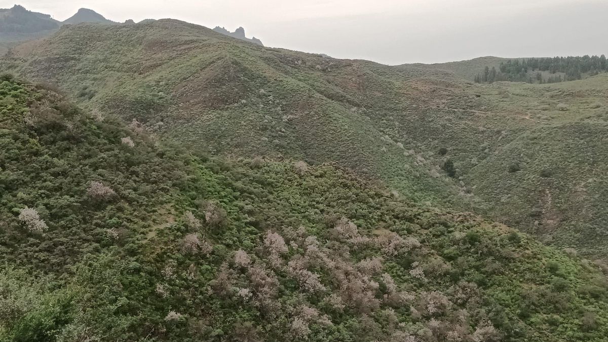 Almendreros florecidos en Cazadores, medianías de Gran Canaria.