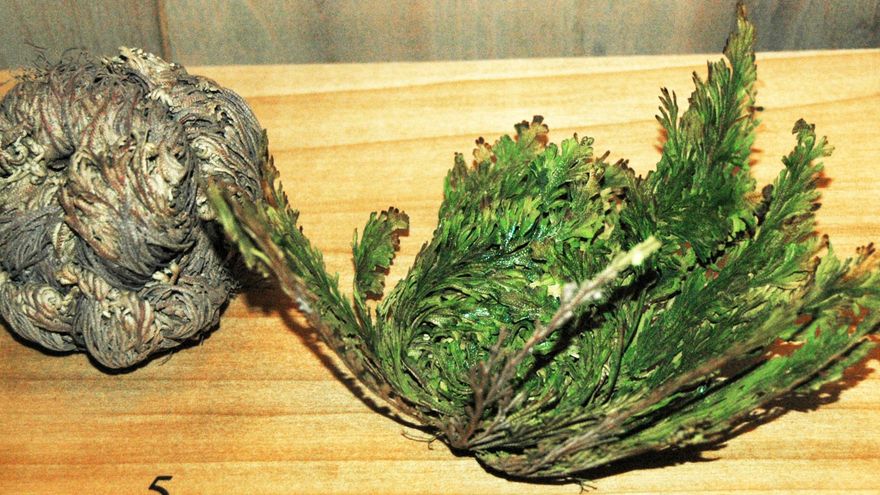 La planta que engaña a la muerte y ha inspirado a los científicos a imitar su poder para conseguir la vida eterna