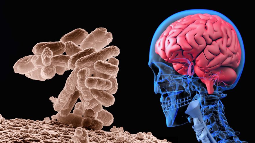 Psicobióticos, las bacterias de tu intestino que ayudan a tu cerebro