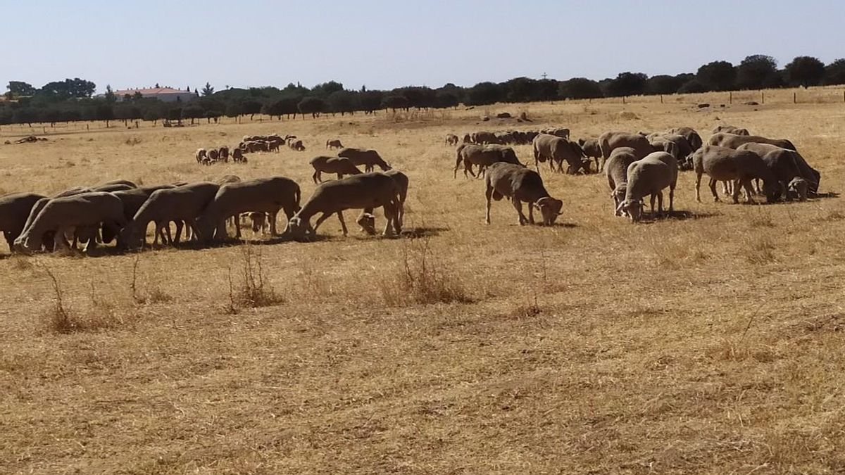 Restaurar el pastoreo: recuperar una alianza milenaria entre la naturaleza y el ser humano