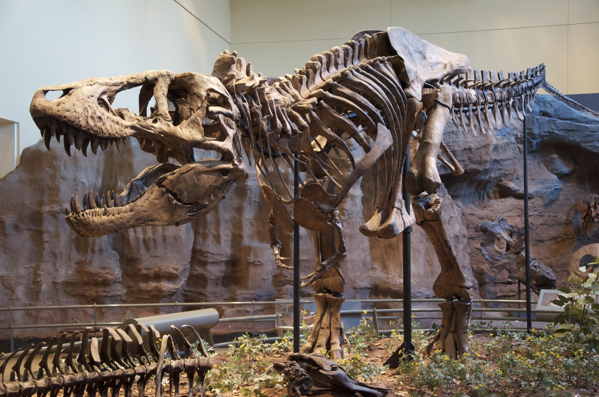 Ejemplar holotipo de Tyrannosaurus rex en el Museo Carnegie de Historia Natural, Pittsburgh