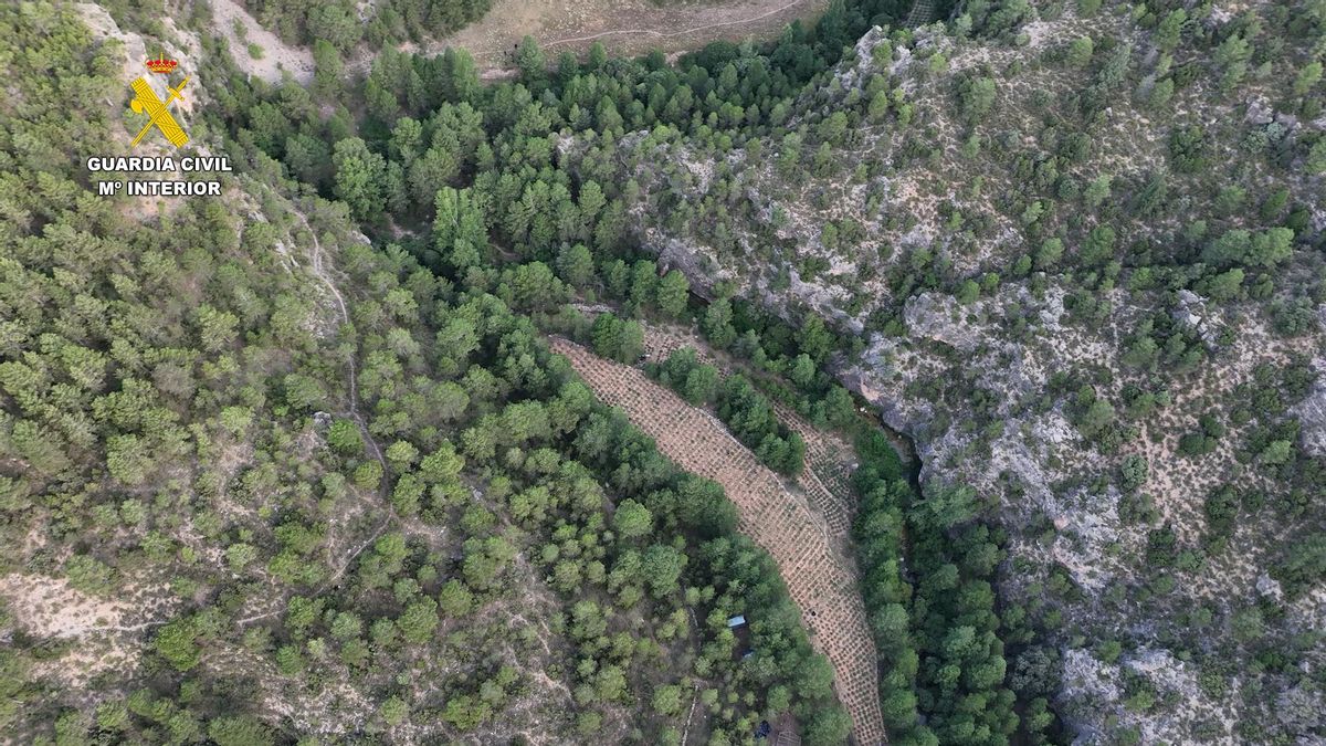 Una de las plantaciones de marihuana localizadas.