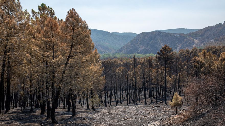 Terreno quemado por el incendio forestal, a 23 de julio de 2026, en La Mierla, Guadalajara, Castilla-La Mancha (España). Según fuentes del gobierno regional, el fuego de La Mierla, que cumple su primera semana activo y que ya ha calcinado unas 32.000 hect
