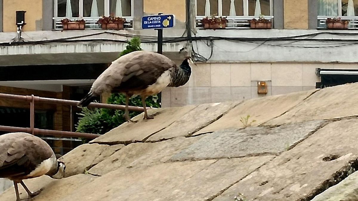 Una joya prerrománica, en peligro: la fuente ovetense de La Foncalada resiste entre verdín, andamios y pavos reales