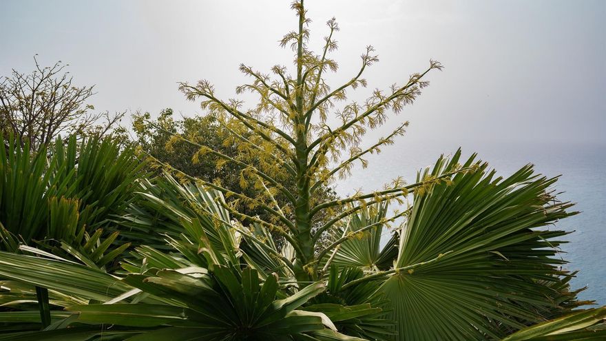 Floración de la palmera 'Corypha' en el Palmetum de Santa Cruz de Tenerife