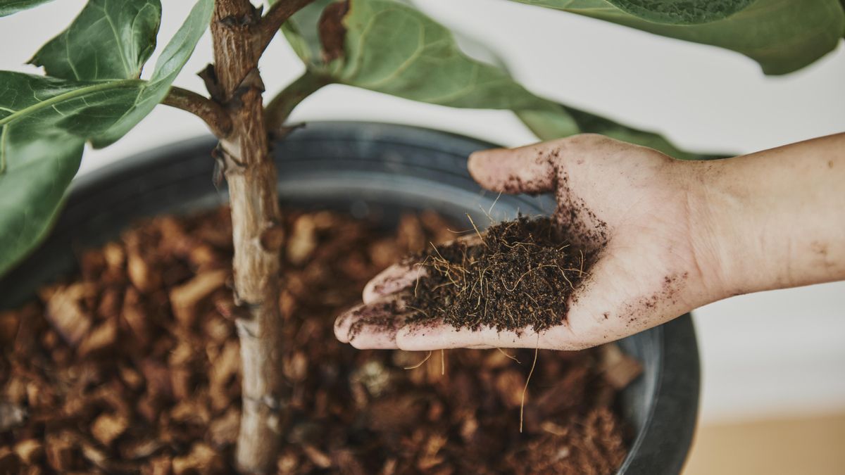 Toca la tierra. Si está empapada y la planta tiene hojas blandas, normalmente es síntoma de que nos hemos pasado con la frecuencia de riego.