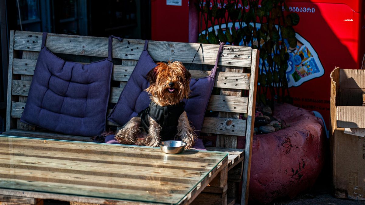 Un perro sentado en una terraza