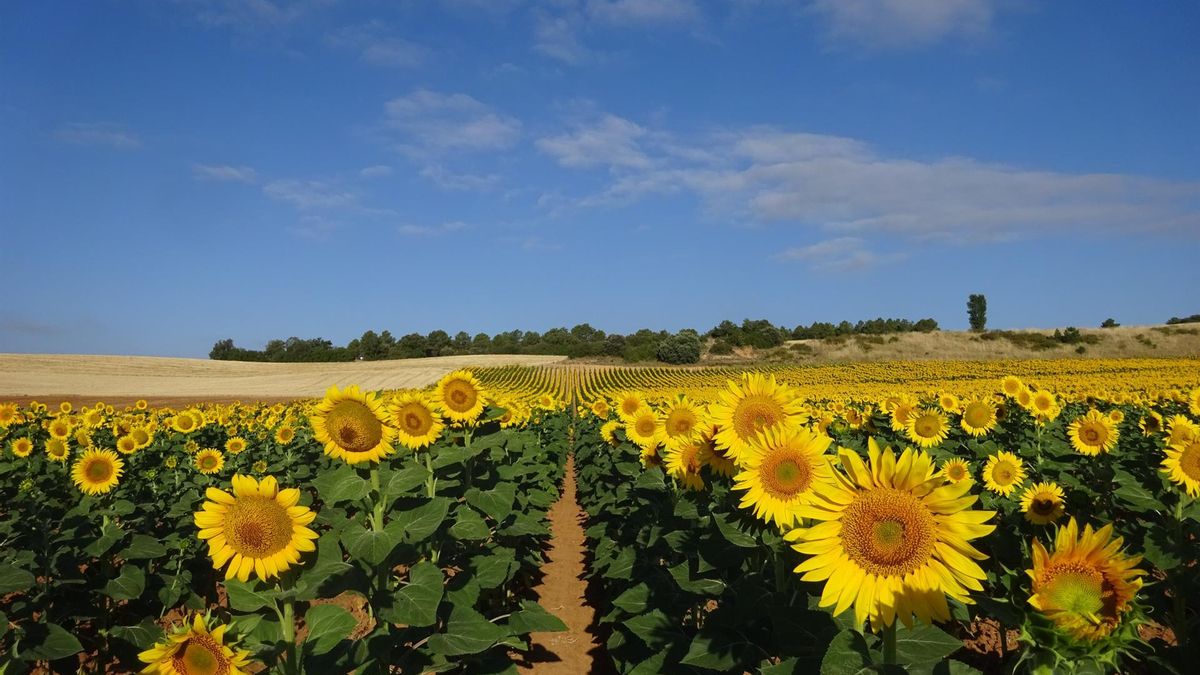 Castilla-La Mancha ensaya con 50 variedades de girasol para identificar las más resistentes al cambio climático