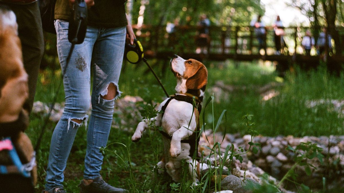 La idea de Mary A. Delaney para pasear a los perros sobrevivió al olvido y terminó conquistando las calles décadas después
