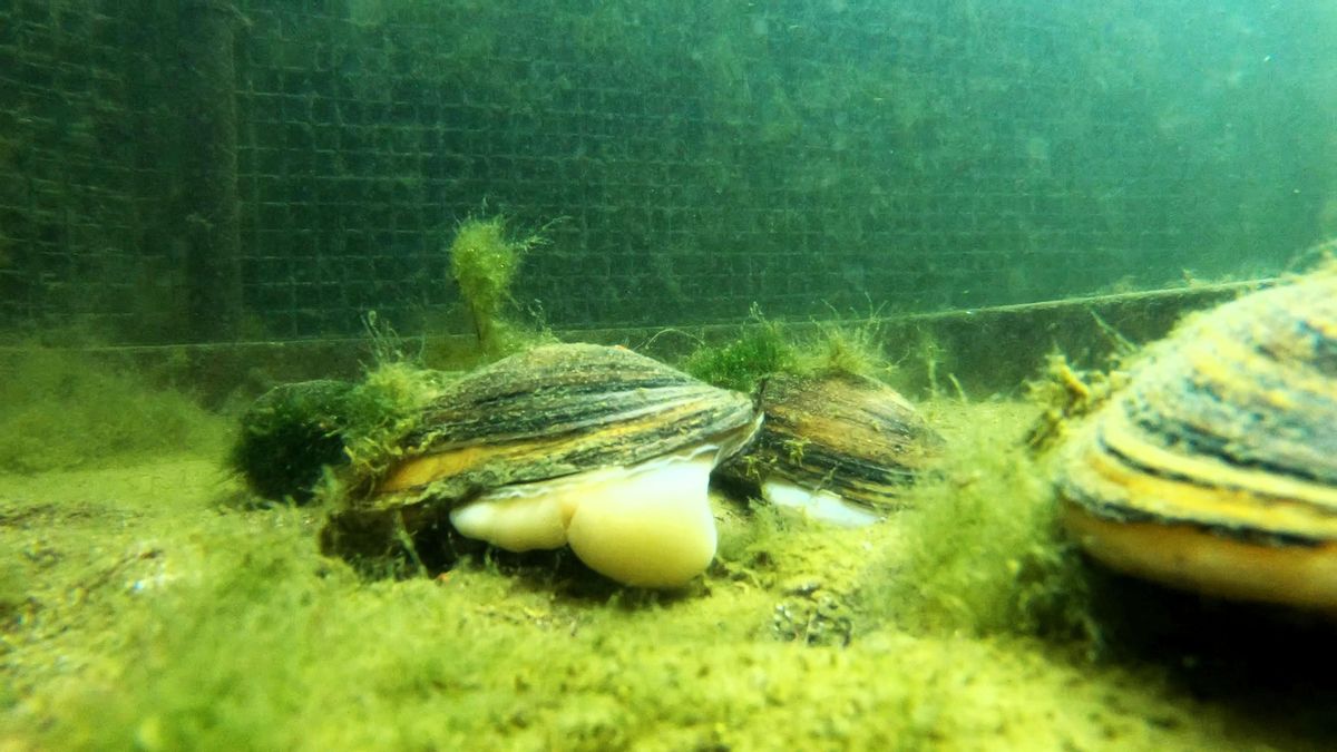 Un ejemplar adulto de Petxinot es capaz de filtrar 50 litros de agua al día.