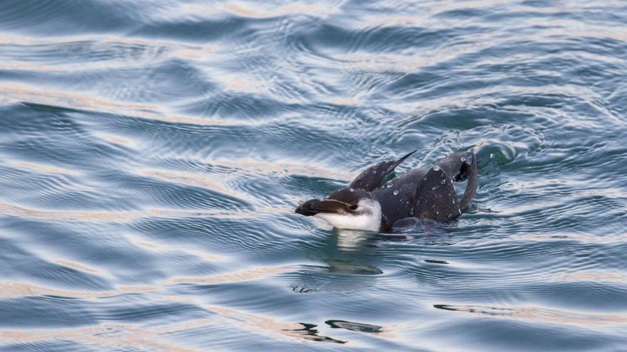 La trágica migración de las alcas llega a las costas españolas