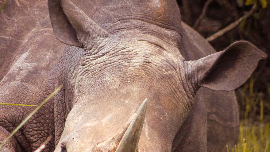 La reserva de Uganda que consiguió reintroducir una especie extinta