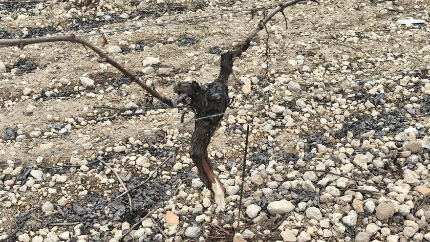 Asaja prepara una denuncia ante la Fiscalía por los daños ocasionados por el conejo en el campo de Castilla-La Mancha