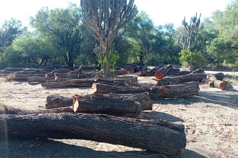 Chaco es una de las provincias argentinas más afectadas por la deforestación. En 2024 se perdieron casi 40 000 hectáreas de bosque nativo. Foto: cortesía Matías Mastrángelo