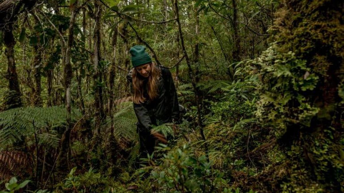 Toby Kiers, confundadora de SPUN, en el Parque Nacional Alerce Costero. Foto: cortesía Tomás Munita para Mongabay Latam