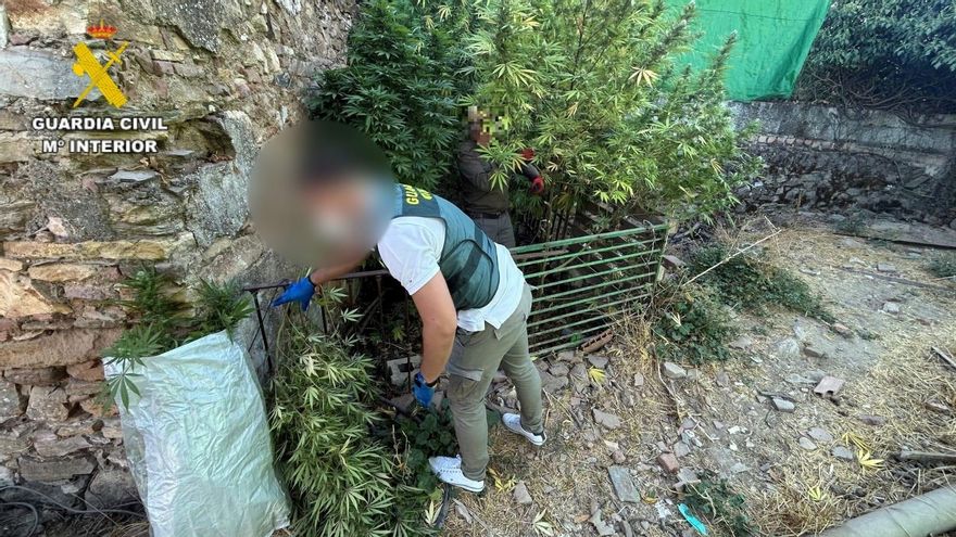 Vigilancia Aduanera alerta de la "brutal" expansión del cultivo de marihuana en Córdoba