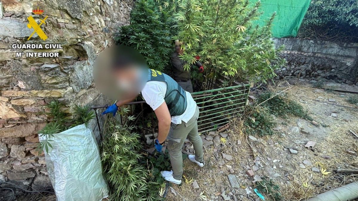 Vigilancia Aduanera alerta de la "brutal" expansión del cultivo de marihuana en Córdoba
