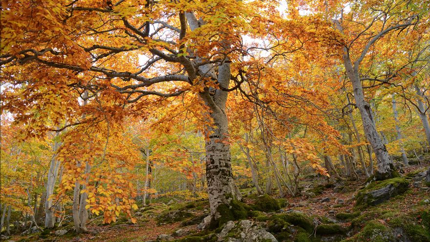 La ruta circular para disfrutar de los colores del otoño en uno de los Parques Naturales más espectaculares de Aragón