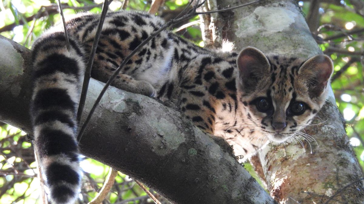 Un margay (Leopardus wiedii) registrado en el Parque Estadual do Turvo, en el estado de Rio Grande do Sul, Brasil. Foto: Anderson Cristiano Hendgen vía Wikimedia Commons (CC BY-SA 4.0)