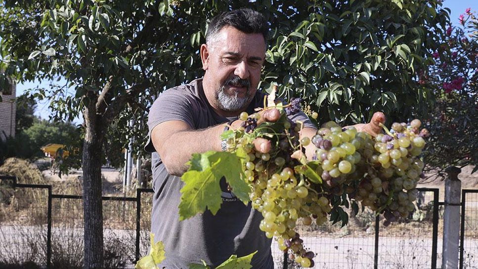 El arte de la pasera: así se produce uno de los últimos vinos artesanales de España