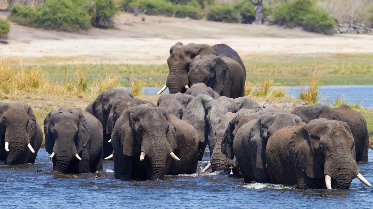 Las observaciones reflejaron huidas claras en algunos casos y total quietud en otros