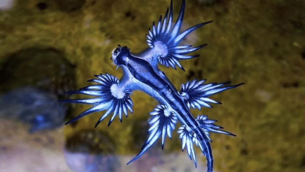 Imagen de archivo de un dragón azul