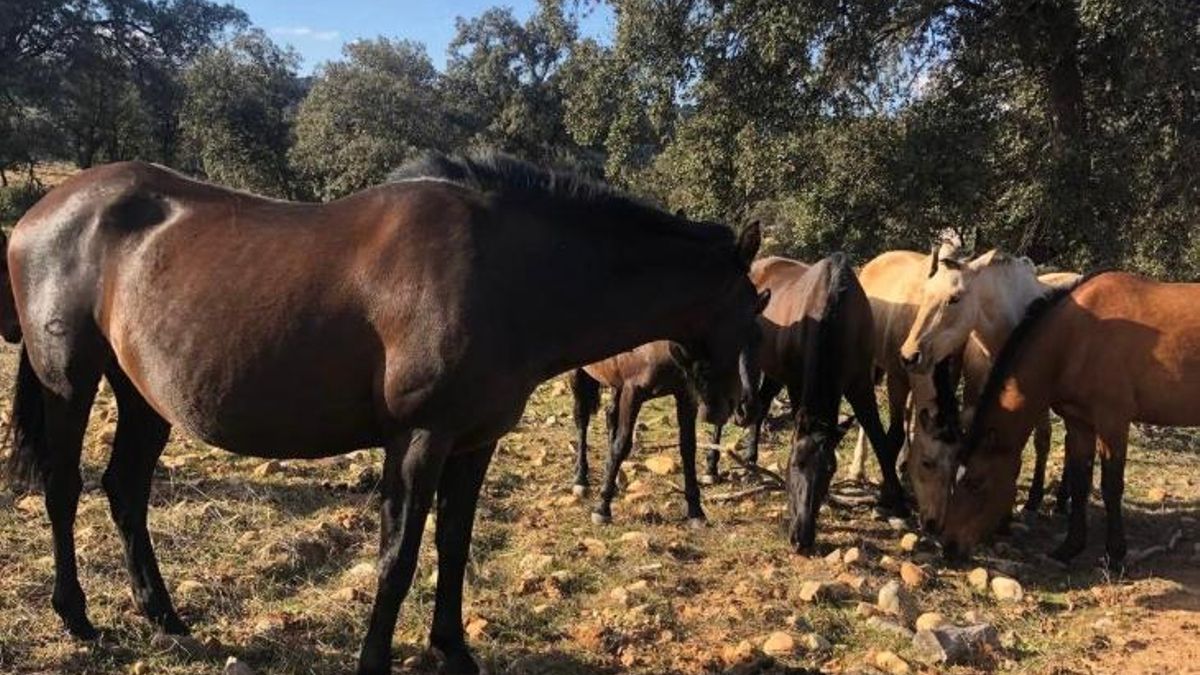 Un complejo rural de Toledo se ofrece a acoger animales afectados por la ola de incendios: "Era lo mínimo"