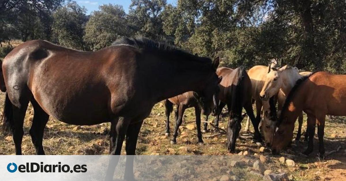 Un complejo rural de Toledo se ofrece a acoger animales afectados por la ola de incendios:  Era lo mínimo 