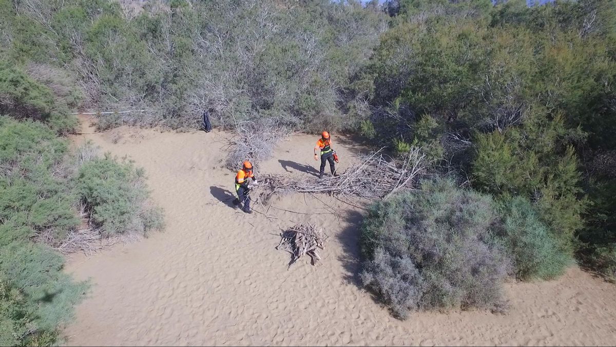 Operarios restauran un punto degradado en las Dunas de Maspalomas