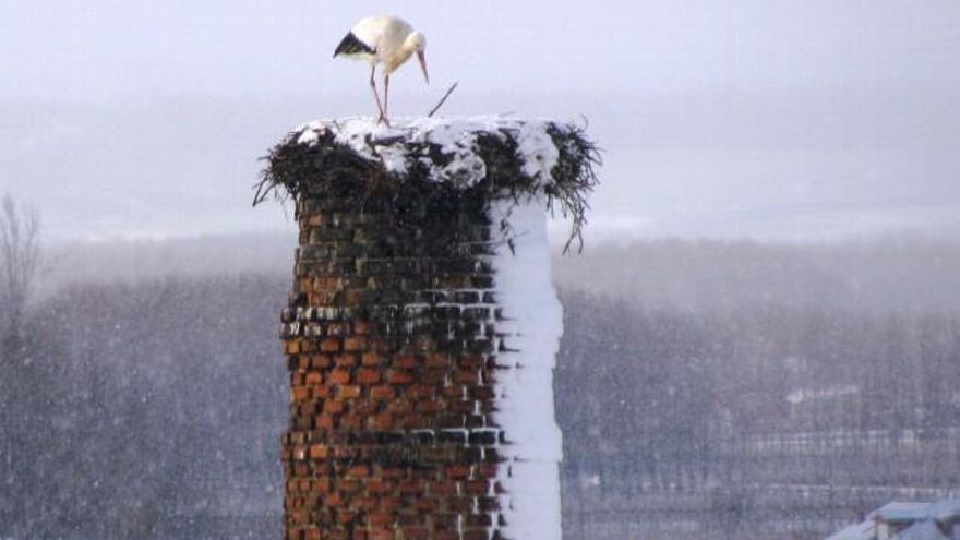 Naturaleza viva en el municipio de Cimanes del Tejar