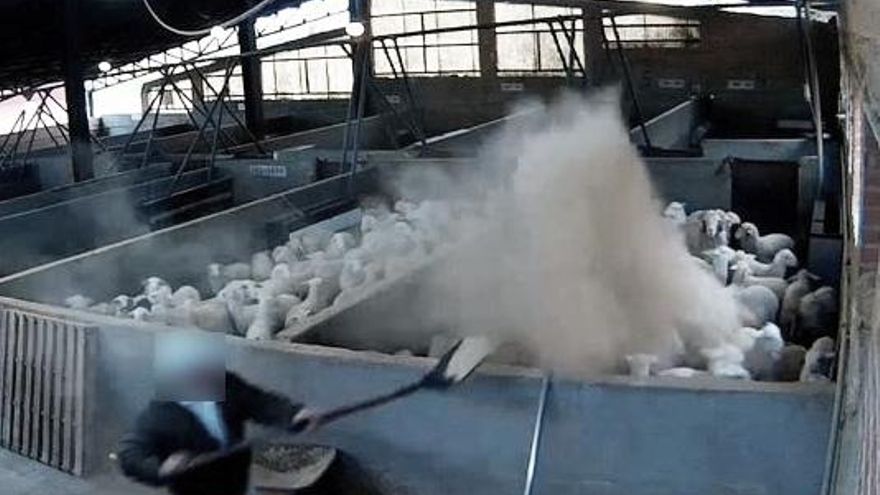 Trabajador lanzando arena a corderos