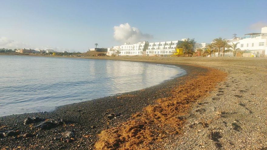 Algas acumuladas en una playa de Puerto del Rosario