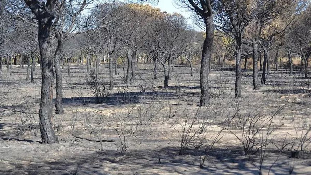 El incendio afectó a más de 8.500 hectáreas en Las Peñuelas.