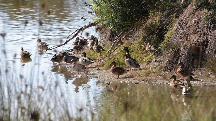 La Albufera, Valencia
