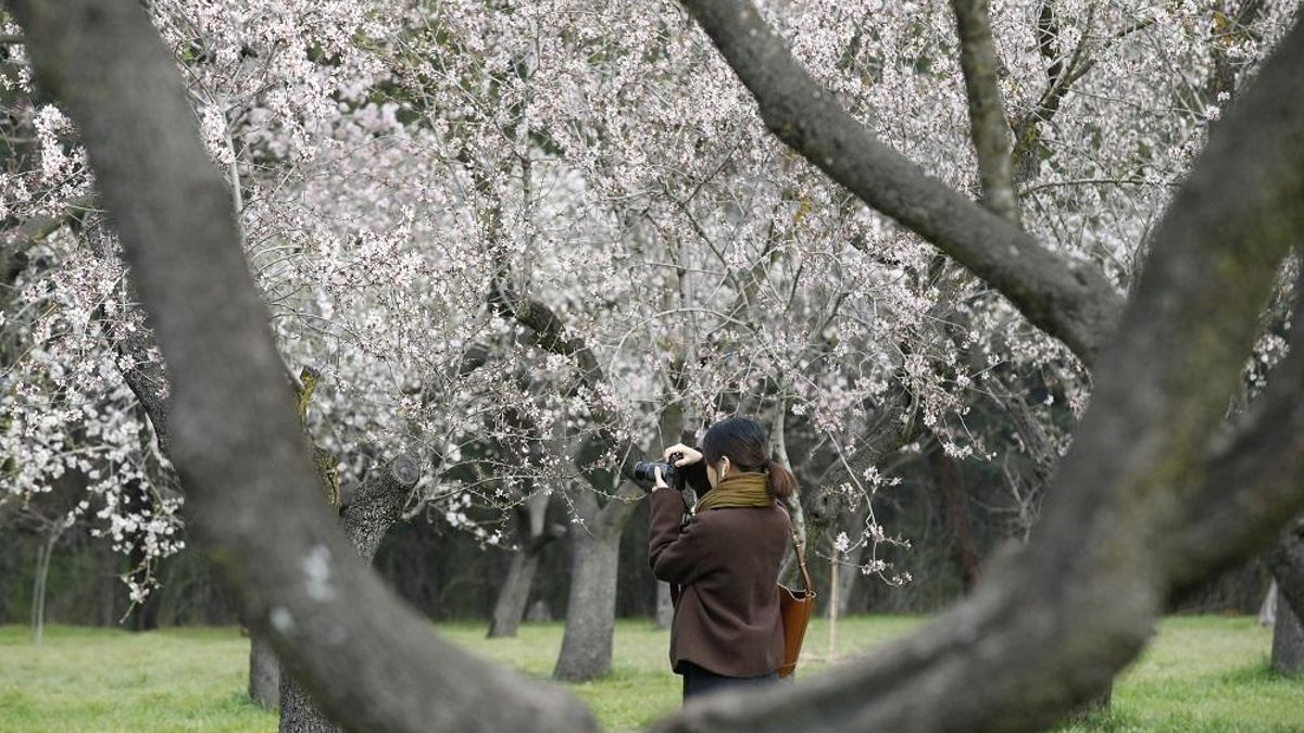 Algunos de los almendros en flor característicos de la Quinta de los Molinos