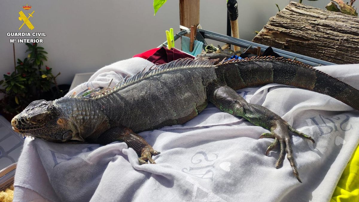 Ejemplar de iguana incautada en Gran Canaria.