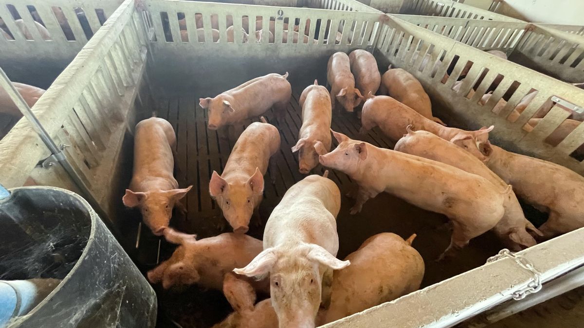 Piden frenar una macrogranja en un pueblo contaminado por nitratos en Ávila
